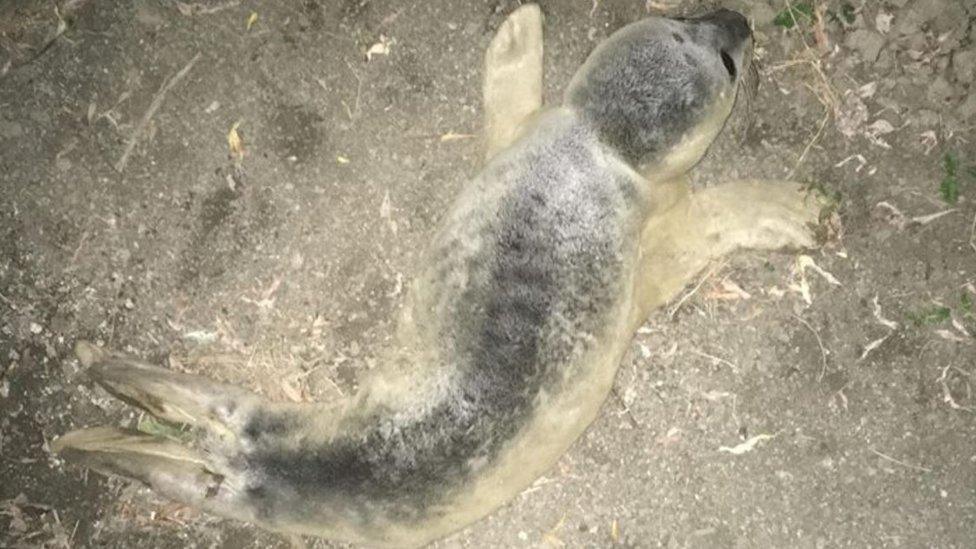 Rescued seal pup