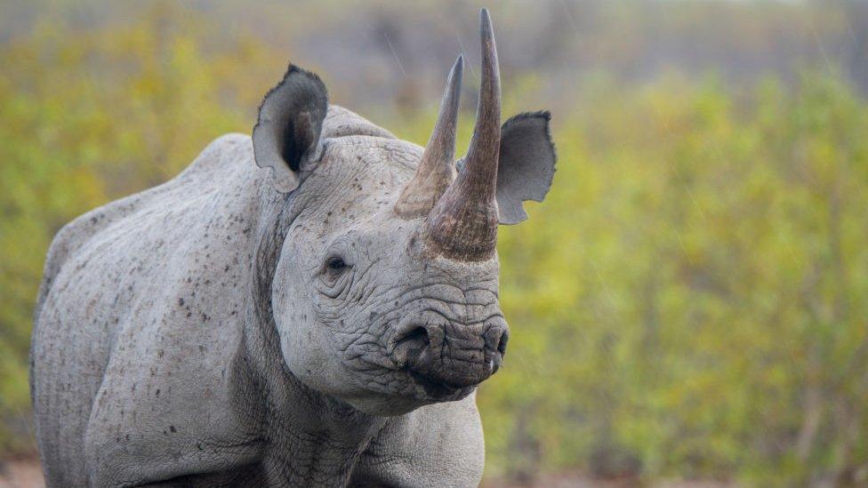 Rhino in Estosha National Park