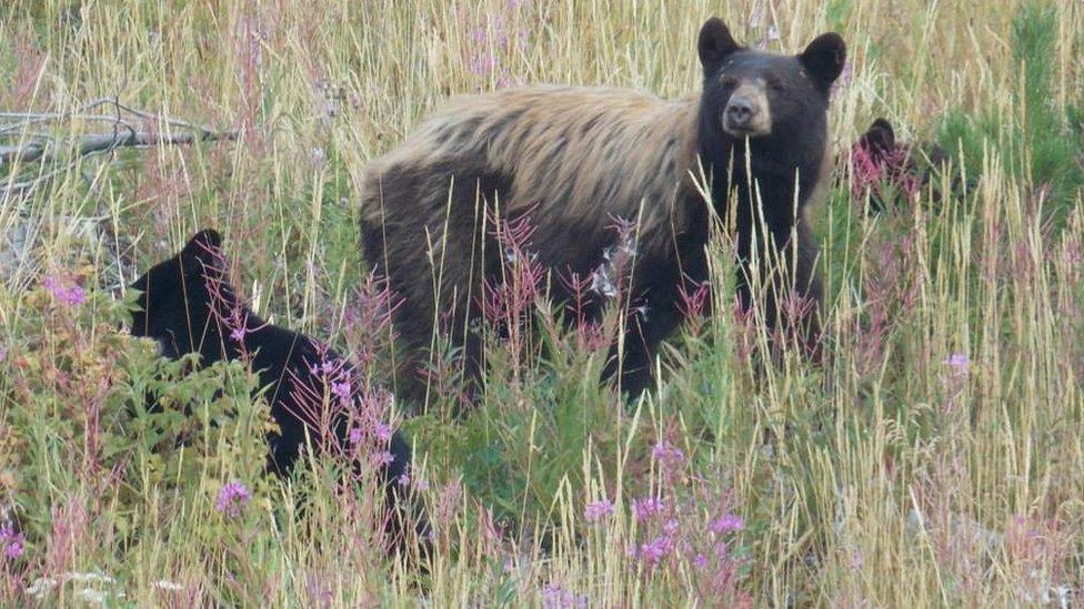 Jordan Carbery photo of bear