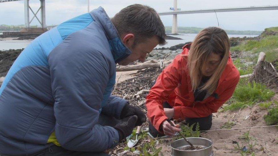 Nurdles being counted