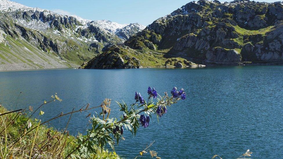 Wolfsbane is a native plant that is also very poisonous