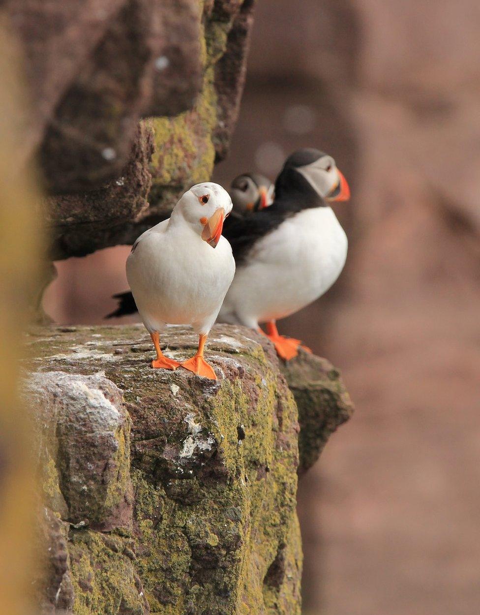 Puffin