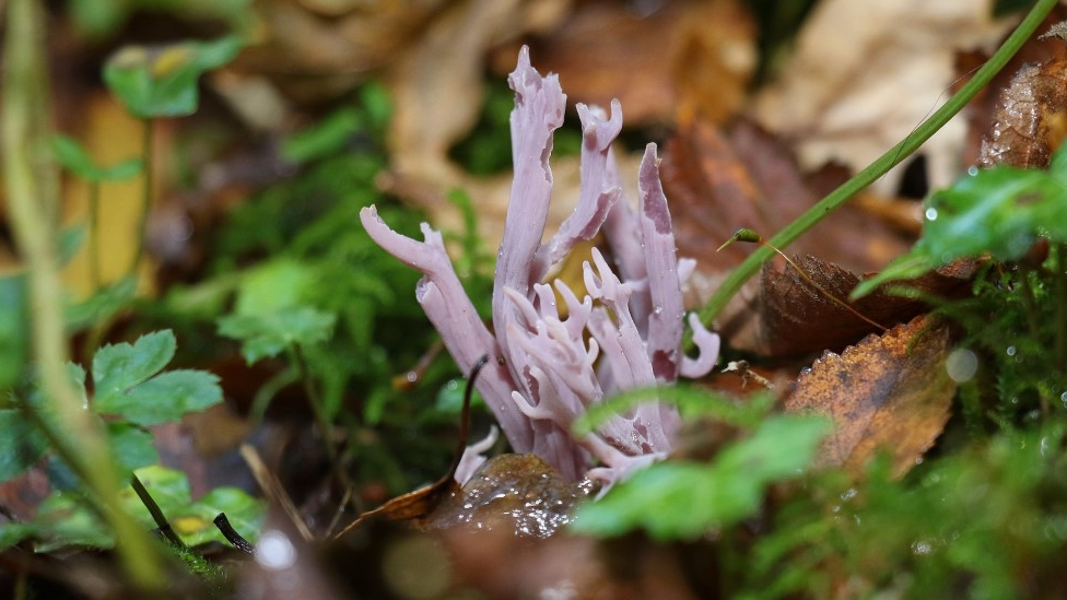 Violet Coral