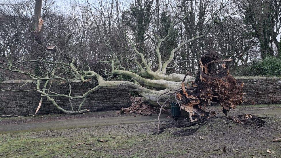 Tree fallen down in Maryport