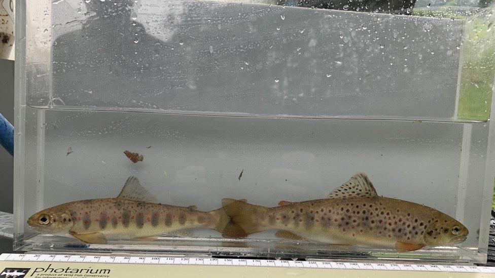 Salmon (left) and brown trout (right)
