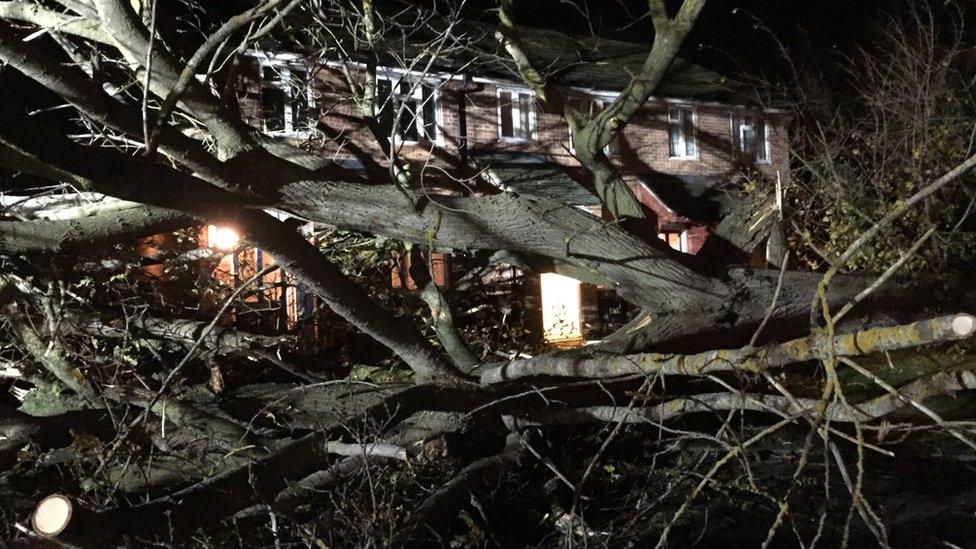 Didcot fallen tree