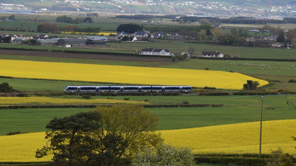 A NI Railway train travelling through a field surrounded by yellow flowers