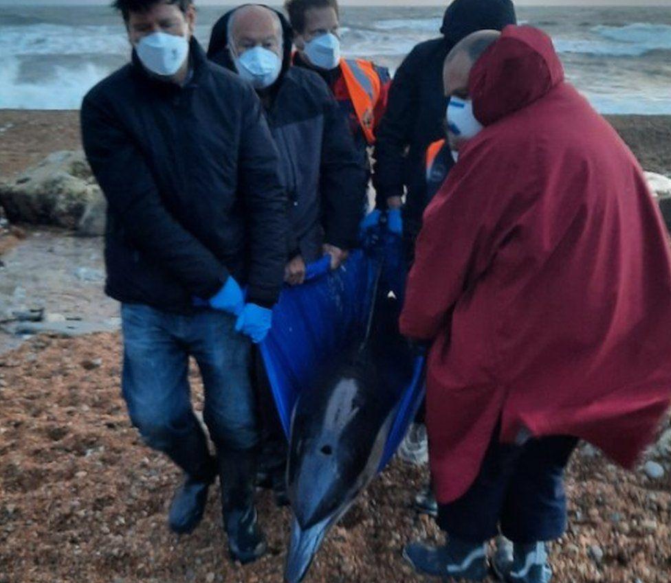 Dolphin held in blue plastic hammock with people carrying it along a pebble beach 