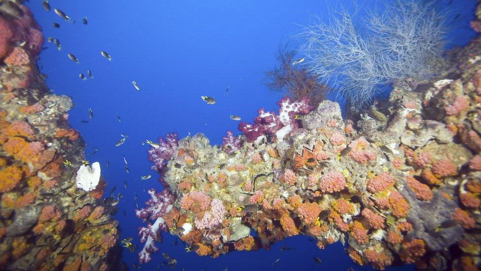 The-Great-Barrier-Reef.