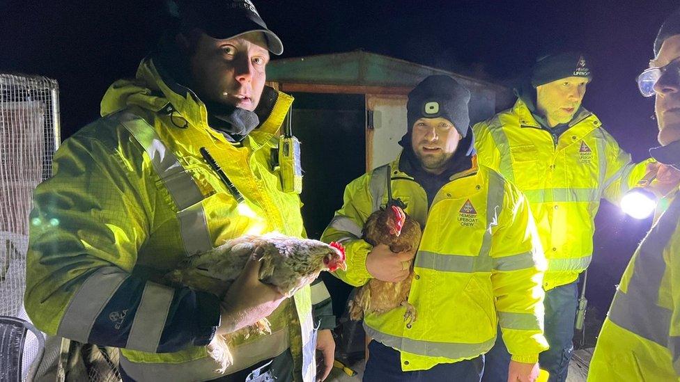 Chicken rescue at Hemsby