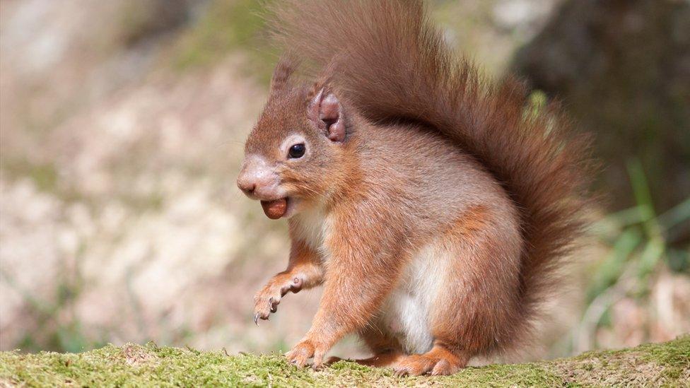 The effects of the disease can be seen on the squirrel's ear and muzzle