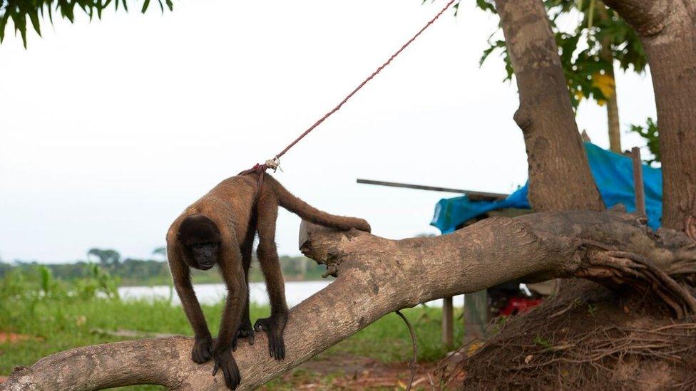 Monkey tied to a tree