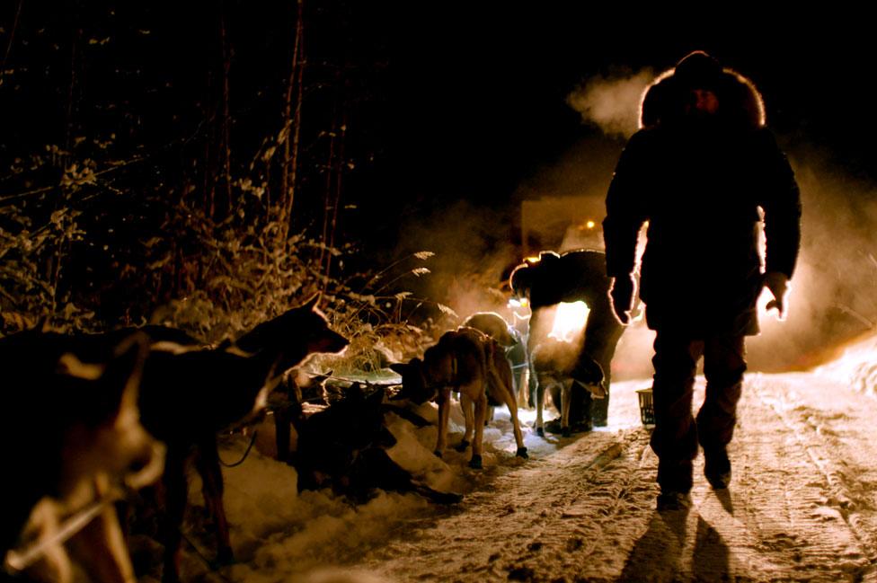 Huskies at night