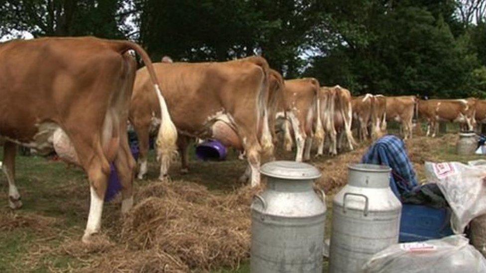 Cows lining up