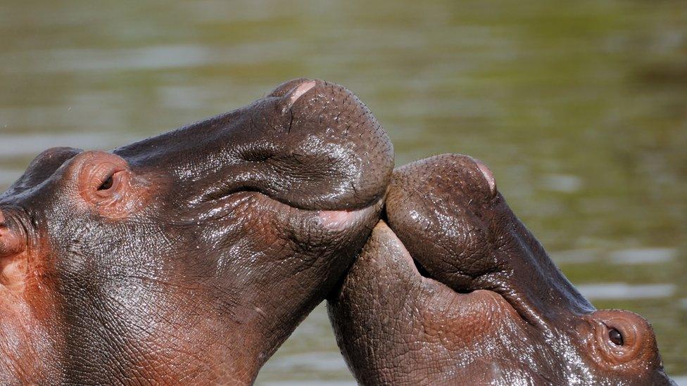 'Love you a tonne', says the Tanzanian hippo to its date on Valentine's day