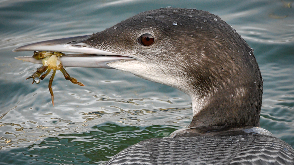 Great northern diver