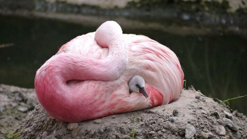 Chick and foster mother flamingo