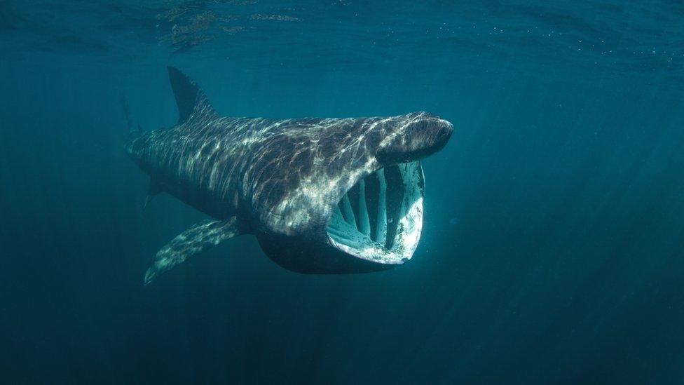 Basking shark