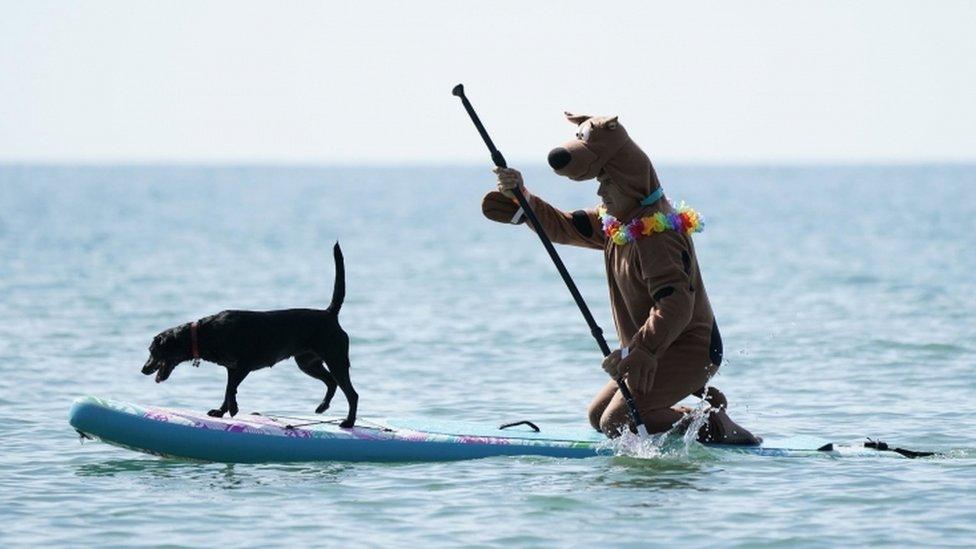 surfing dog