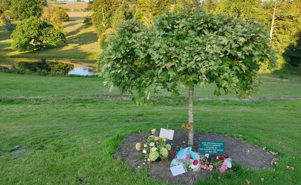 Acer tree planted by the Queen in 1998 with flowers placed underneath