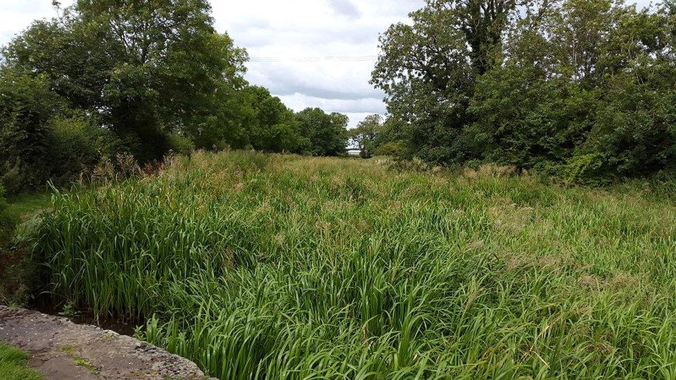 The canal choked with reed