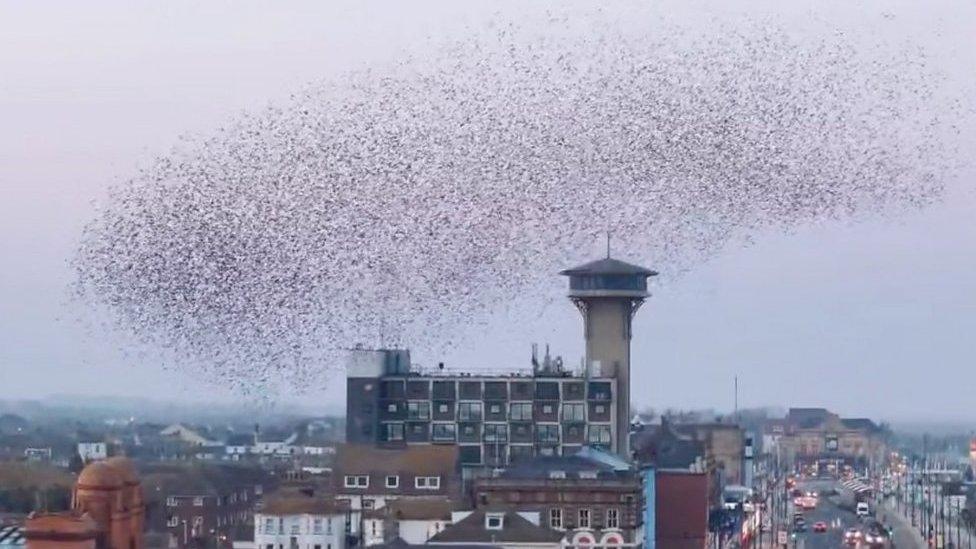 A starling murmuration flying over Great Yarmouth.