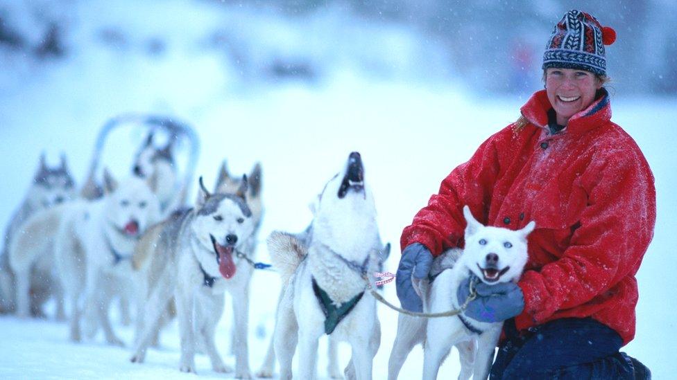 dog sled driver with pack of dogs