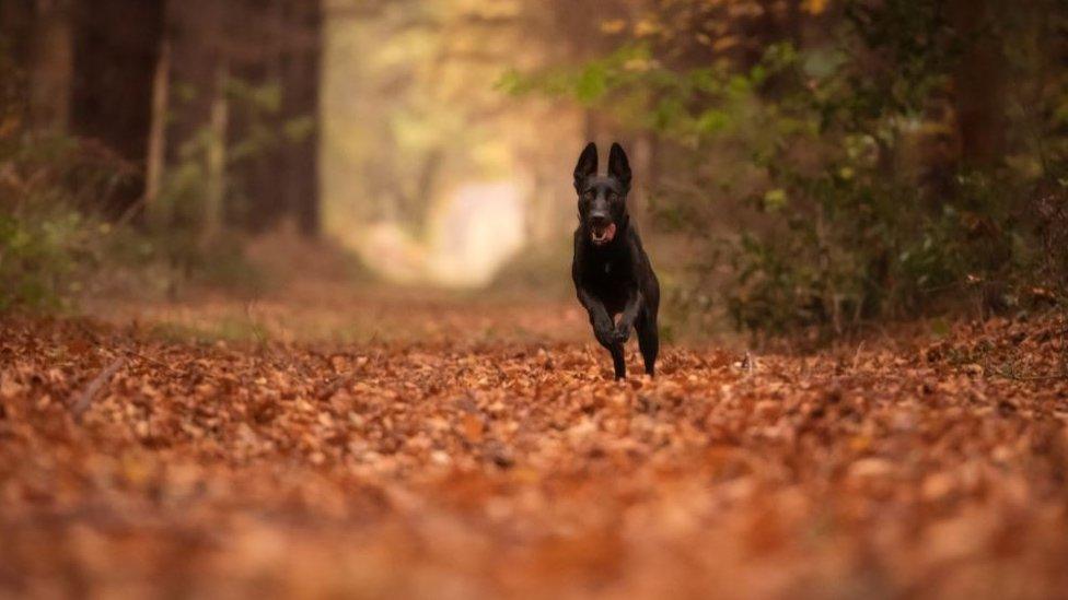 Dog running through wood