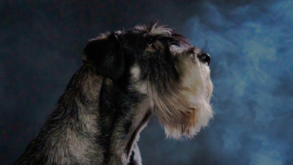 dog and smoke