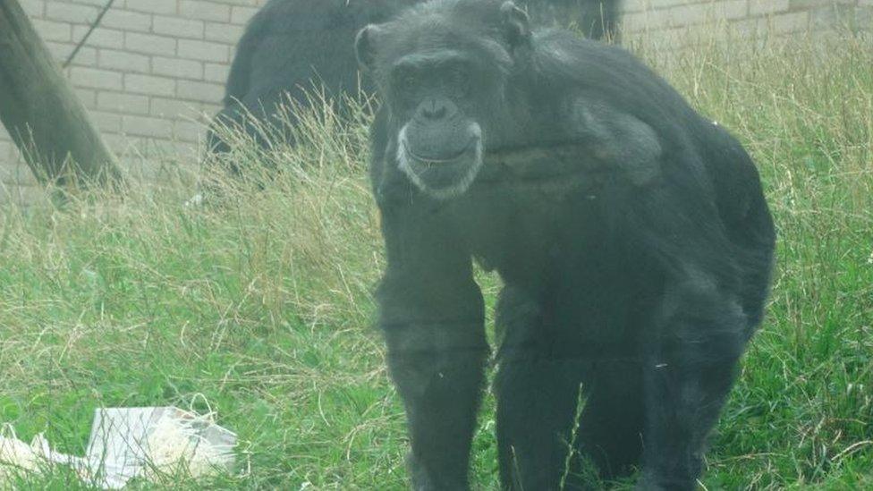 A chimpanzee smiles at the Welsh Mountain Zoo