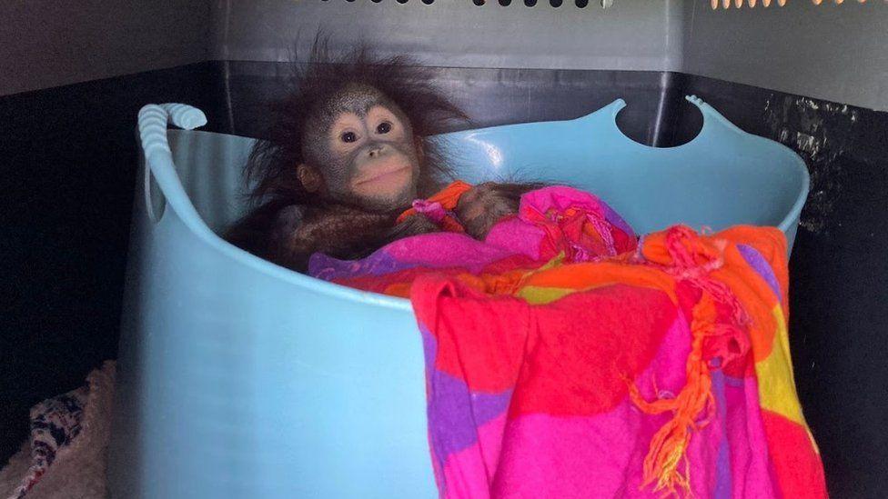 Orangutan in large pale blue plastic bucket her hands are holding a colourful blanket.