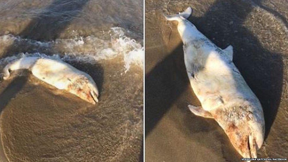 Dead dolphin on a beach