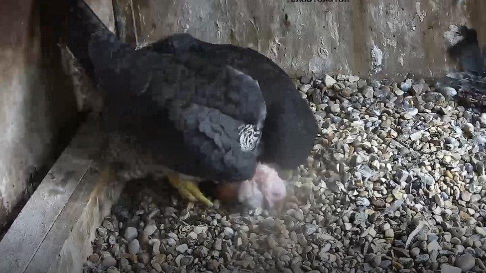 CCTV still of chick