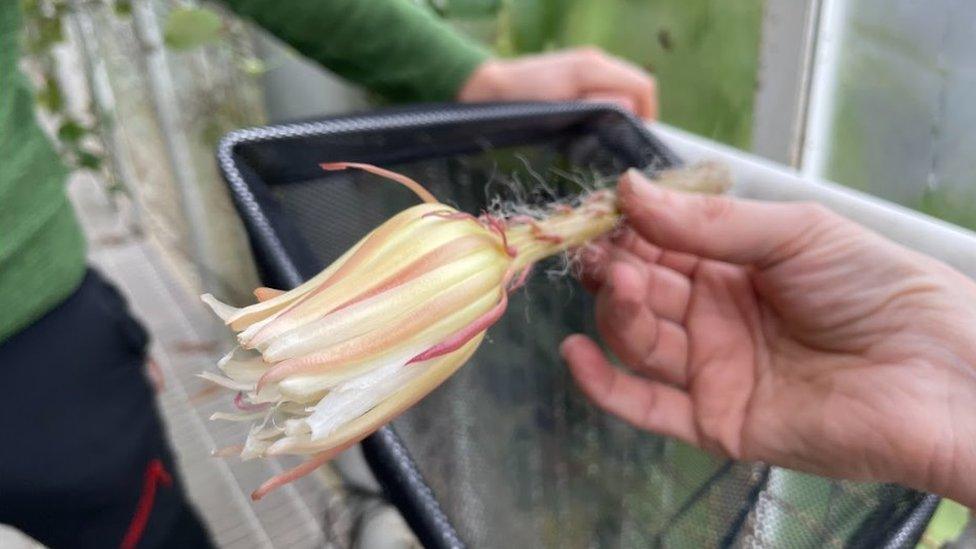 Moonflower after it died