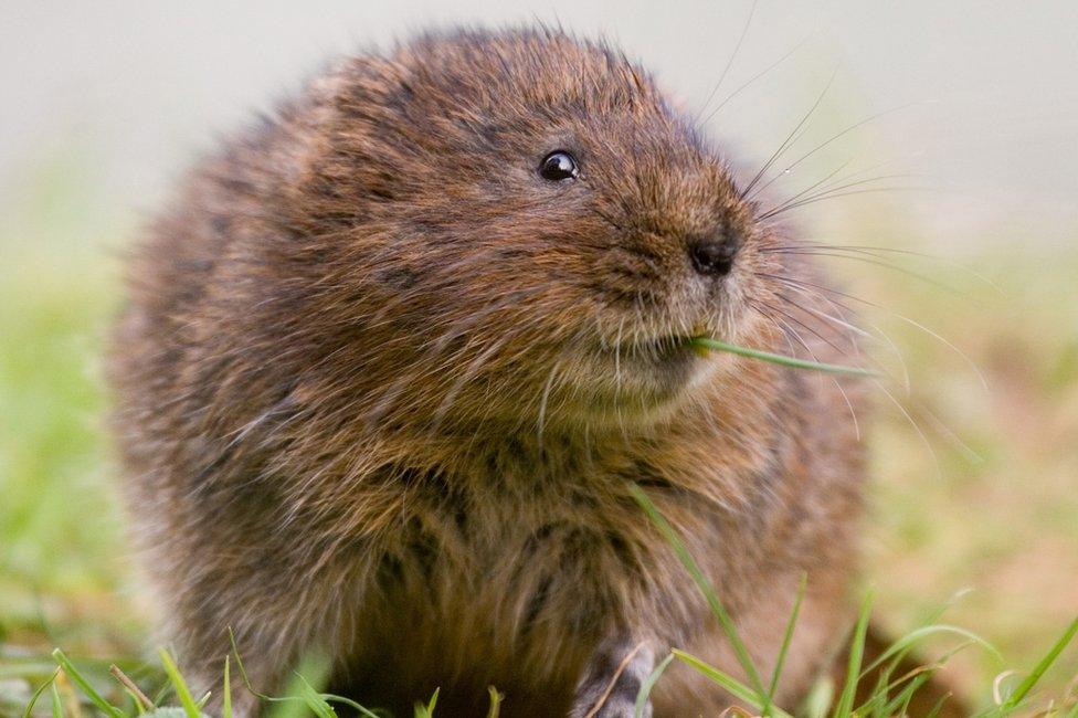 Water vole