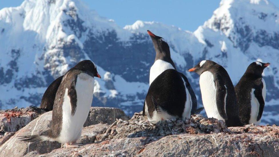 Penguins at Port Lockroy