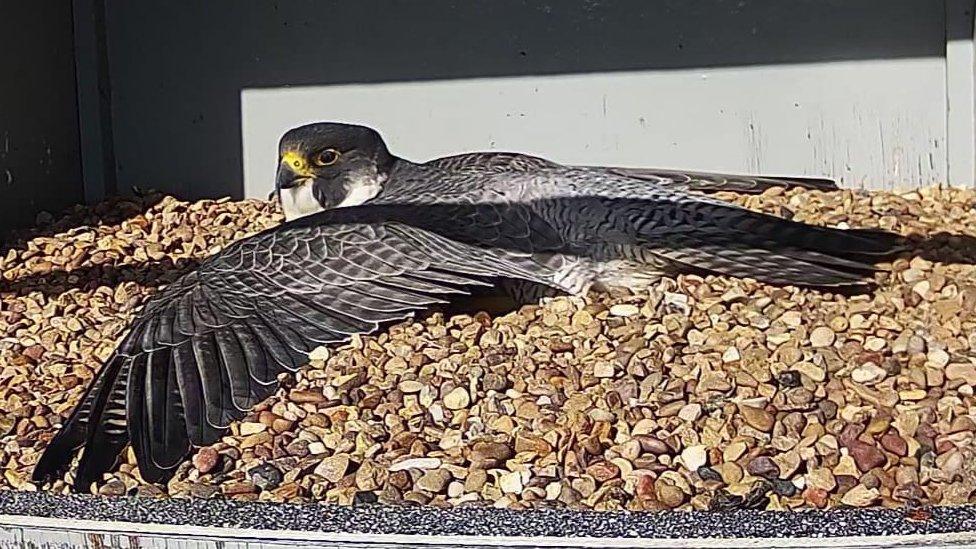 Falcon on nest with wings outstretched in the sun