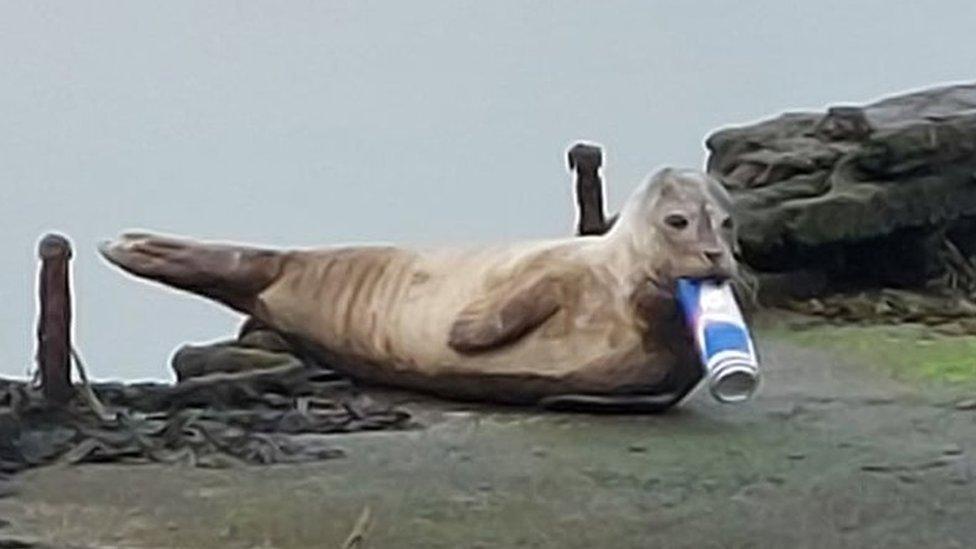 Seal that was spotted in Belfast Lough with a tin drinks-can stuck in its lower jaw.