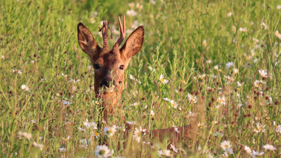 Deer-in-meadow.