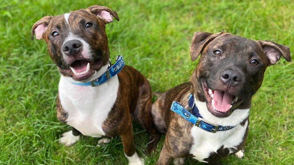 Luigi and Boyce, two Staffordshire Bull Terrier brothers which are in the care of Blue Cross, animal charity