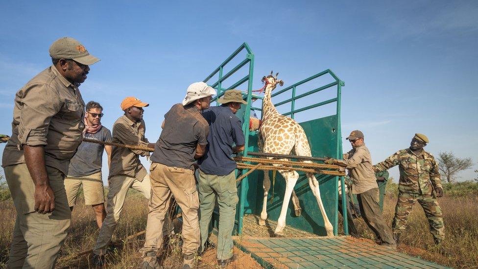 A giraffe is secured in a truck before being transported over 800km to its new home.