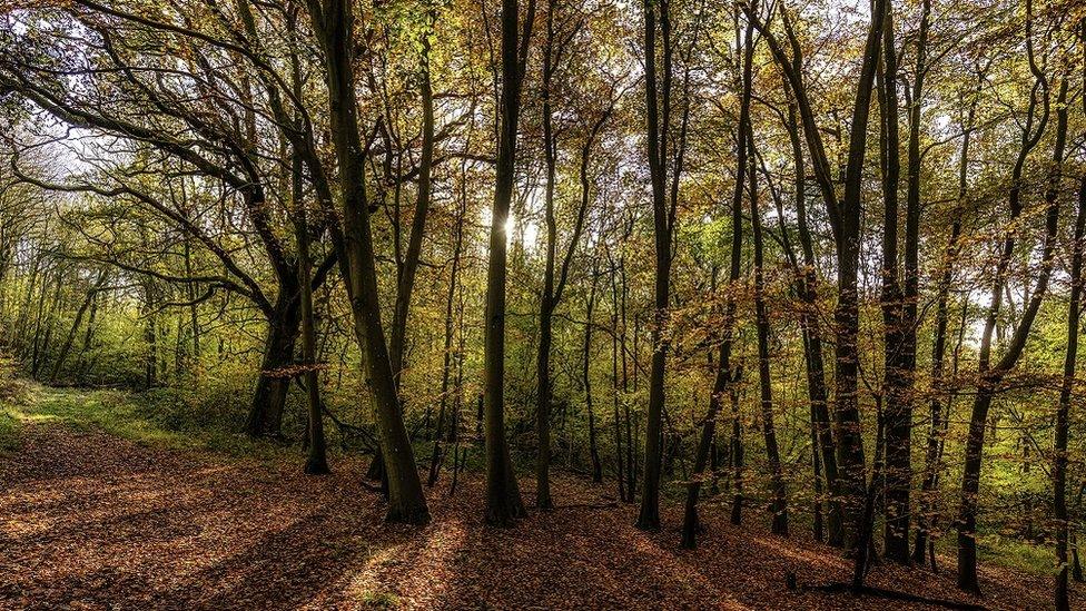 WEDNESDAY - Wytham Woods