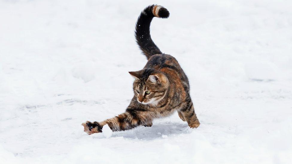 A cat in the snow