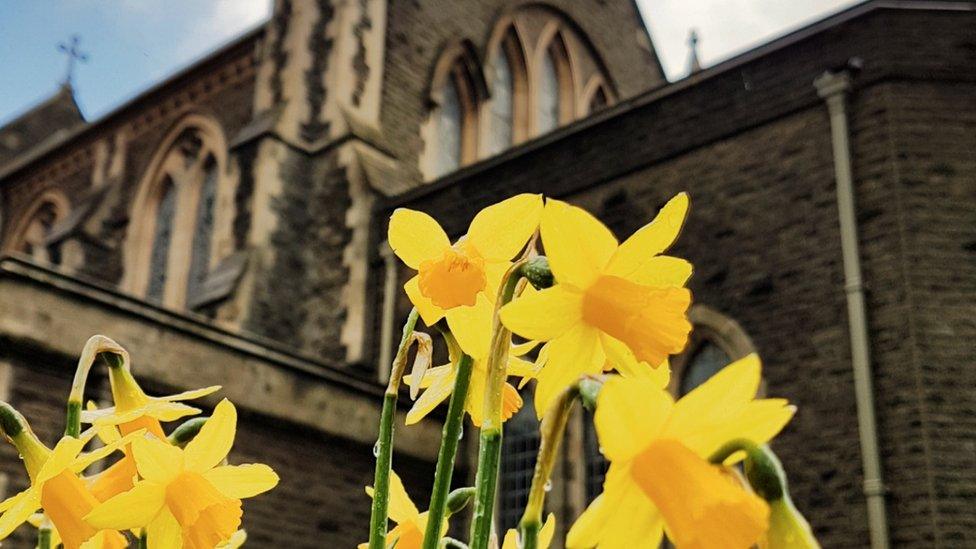 Ashley Williams photographed these daffodils at St Mary's Church, Swansea