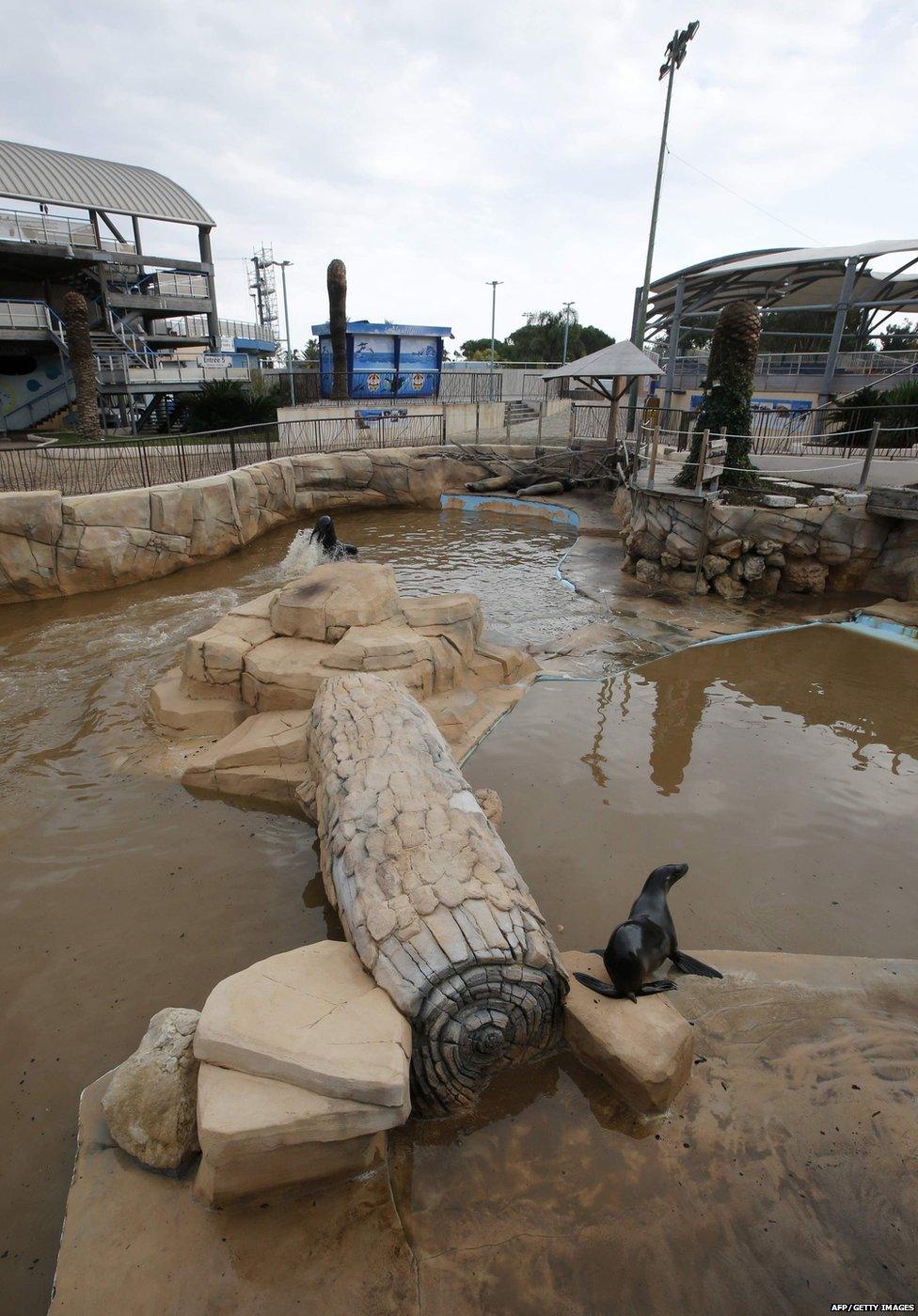 Sea lions at Marineland