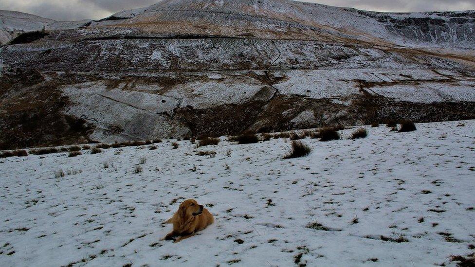 Jelena Griffiths snapped her golden retriever George in the snow in Treorchy, Rhondda Cynon Taff.