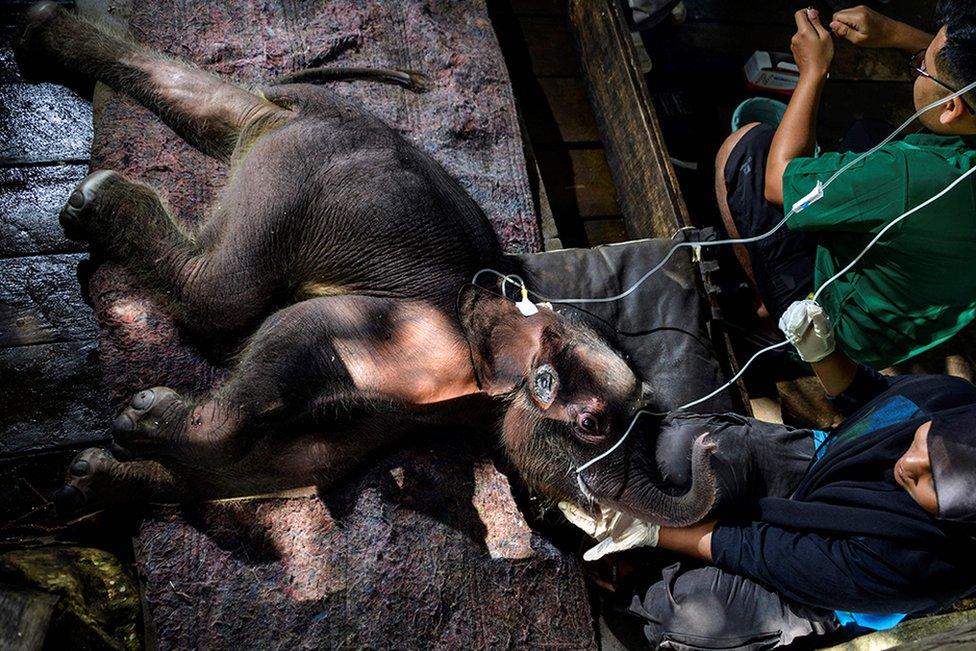 A Sumatran elephant calf receives medical attention at the Saree elephant conservation centre in Saree, Indonesia.