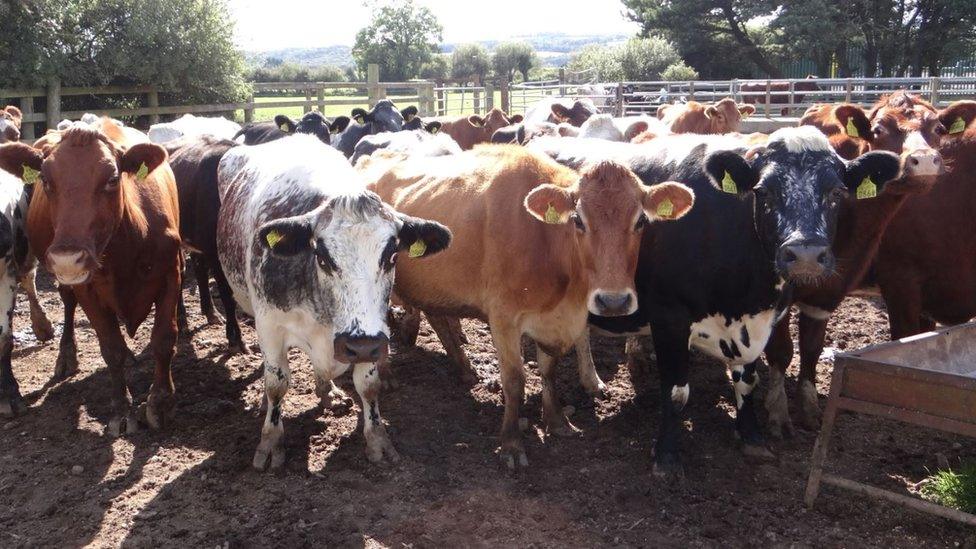 Irish dairy herd