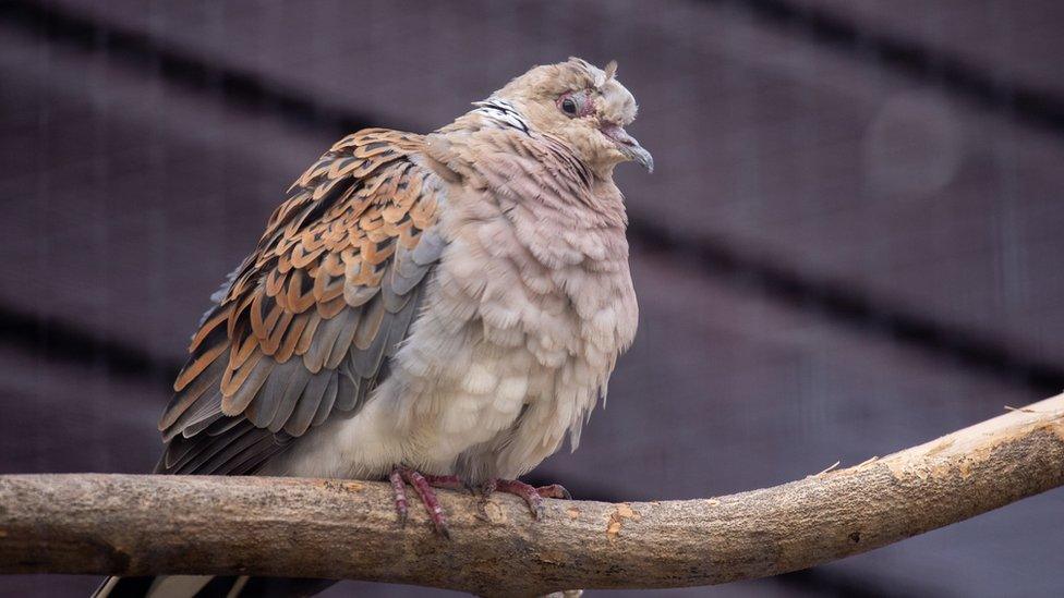 A European Turtle Dove