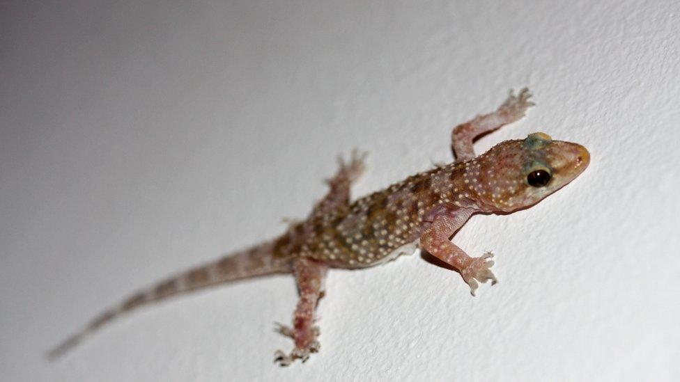 Gecko